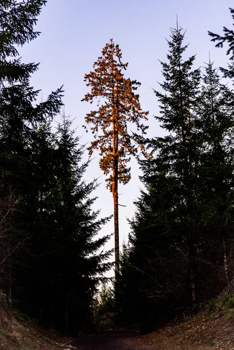 Forest Path Phone Wallpaper · vertical · 1440×2157