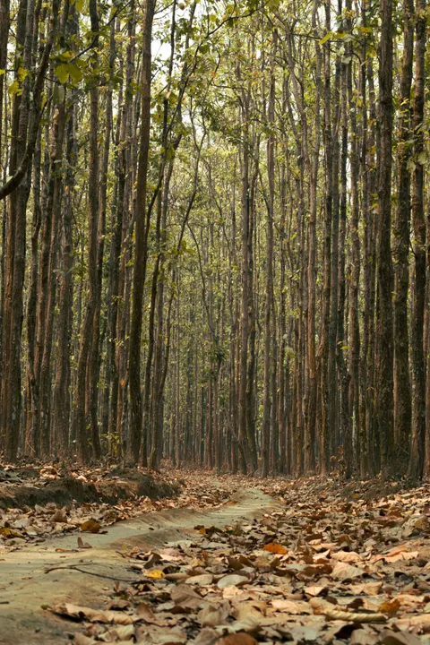Forest Path Phone Wallpaper · vertical · 1440×2160