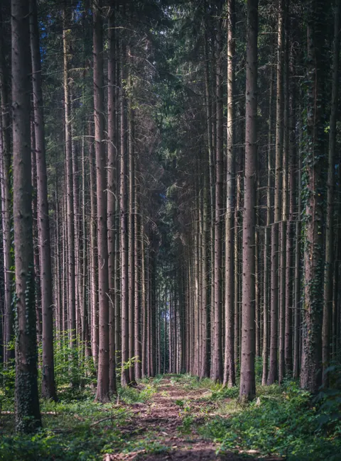 Forest Path Phone Wallpaper · vertical · 1440×1947