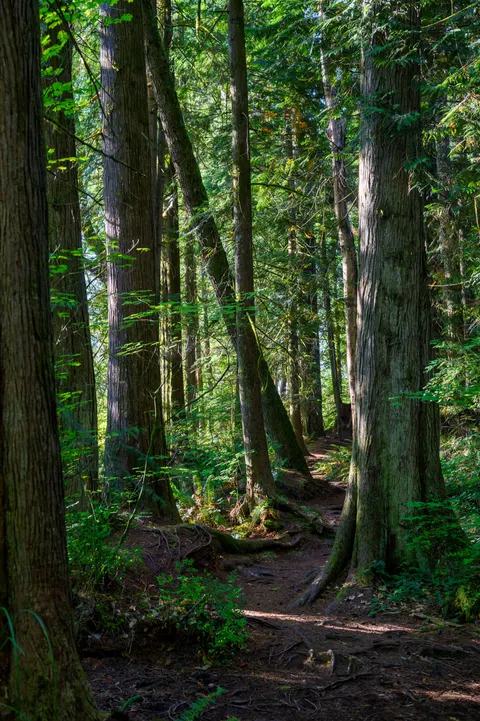 Forest Path Phone Wallpaper · vertical · 1440×2164