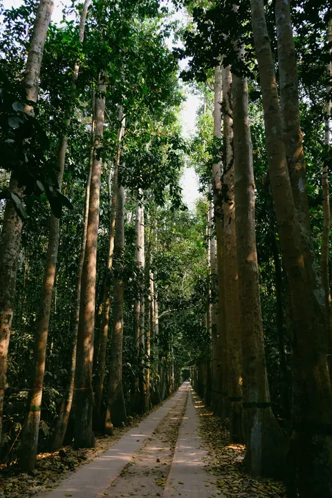 Forest Path Phone Wallpaper · vertical · 1440×2160