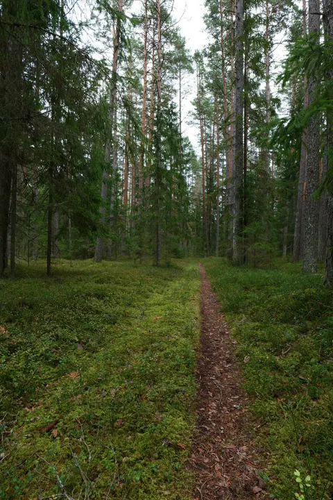 Forest Path Phone Wallpaper · vertical · 1440×2160
