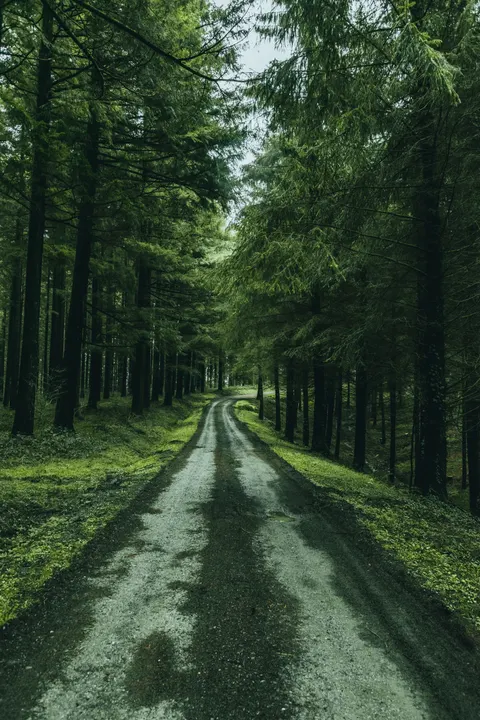 Forest Path Phone Wallpaper · vertical · 1440×2160