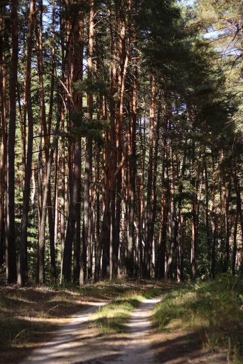 Forest Path Phone Wallpaper · vertical · 1440×2160