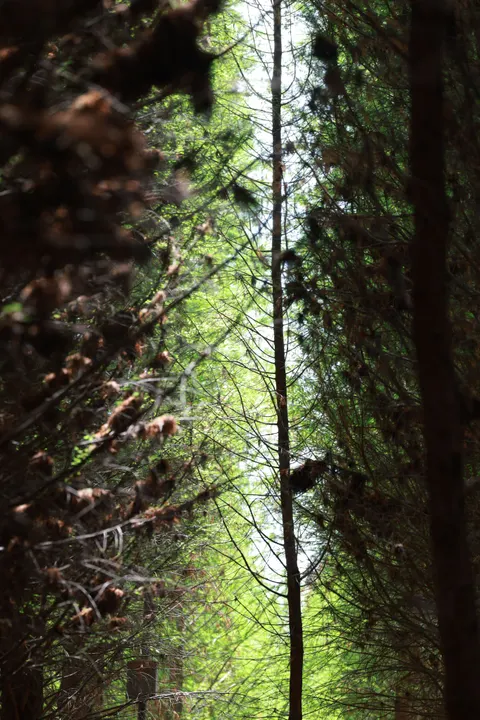 Forest Path Phone Wallpaper · vertical · 1440×2159