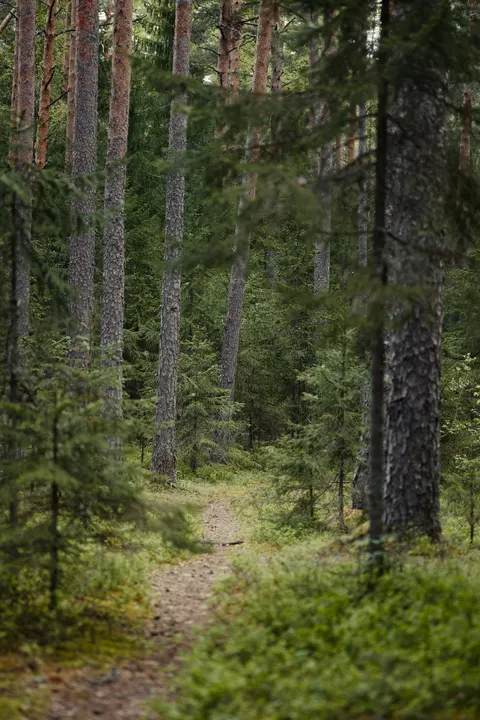 Forest Path Phone Wallpaper · vertical · 1440×2160