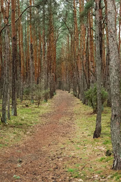 Forest Path Phone Wallpaper · vertical · 1440×2160