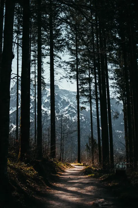 Forest Path Phone Wallpaper · vertical · 1440×2160