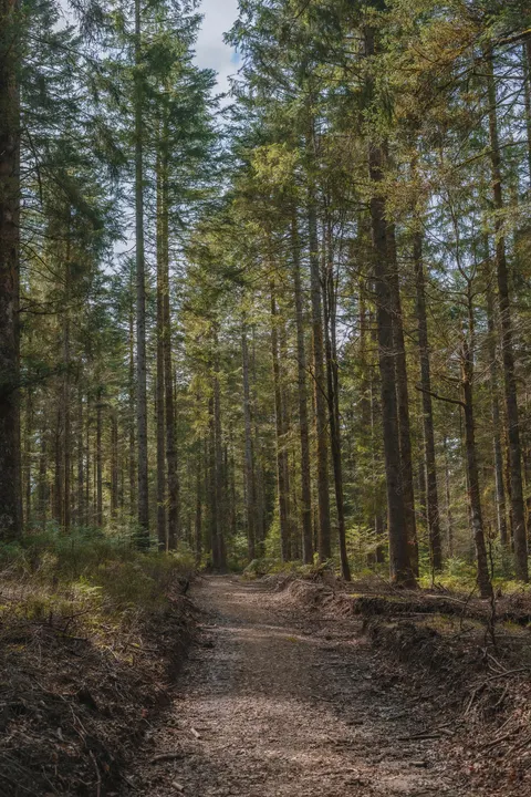 Forest Path Phone Wallpaper · vertical · 1440×2160