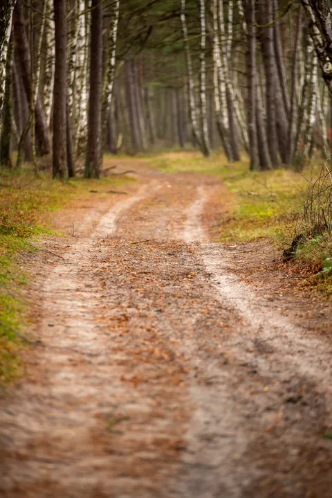 Forest Path Phone Wallpaper · vertical · 1440×2158