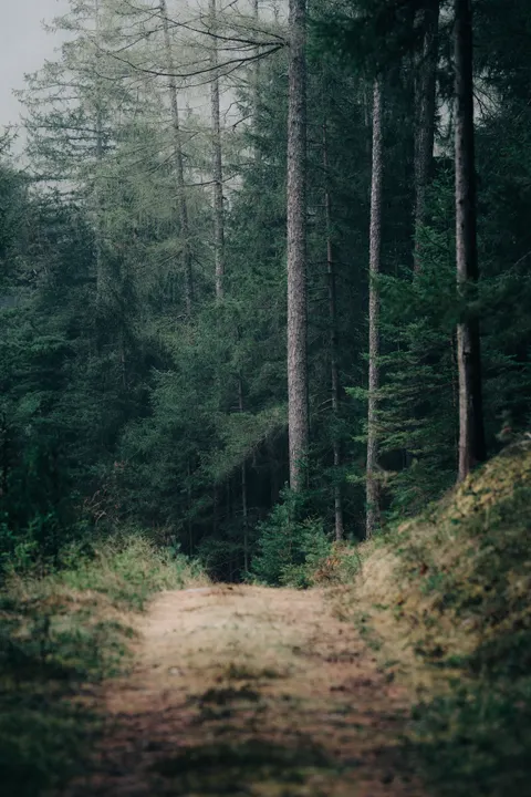 Forest Path Phone Wallpaper · vertical · 1440×2160