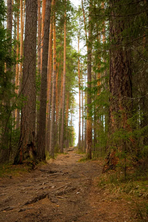 Forest Path Phone Wallpaper · vertical · 1440×2160