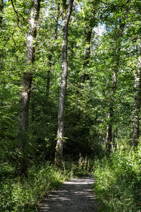 Forest Path Phone Wallpaper · vertical · 1440×2166