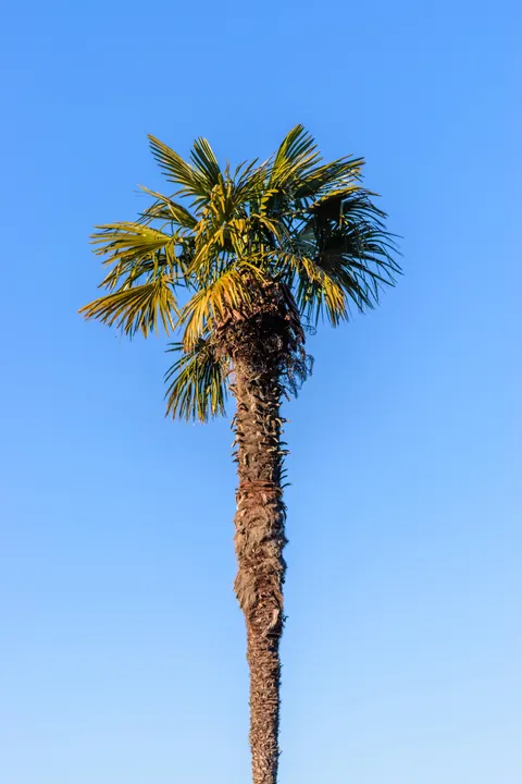 Palm Sky Phone Wallpaper · vertical · 1440×2160