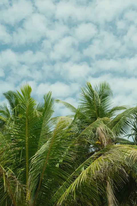 Palm Sky Phone Wallpaper · vertical · 1440×2160