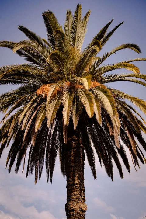 Palm Sky Phone Wallpaper · vertical · 1440×2160