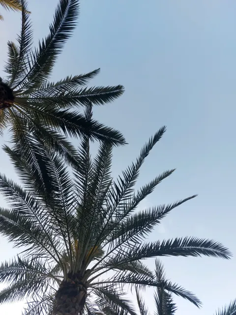 Palm Sky Phone Wallpaper · vertical · 1440×1920