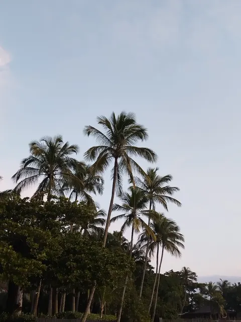Palm Sky Phone Wallpaper · vertical · 1440×1920