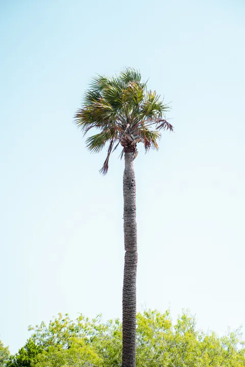 Palm Sky Phone Wallpaper · vertical · 1440×2160