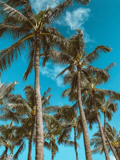 Palm Sky Phone Wallpaper · vertical · 1440×1920