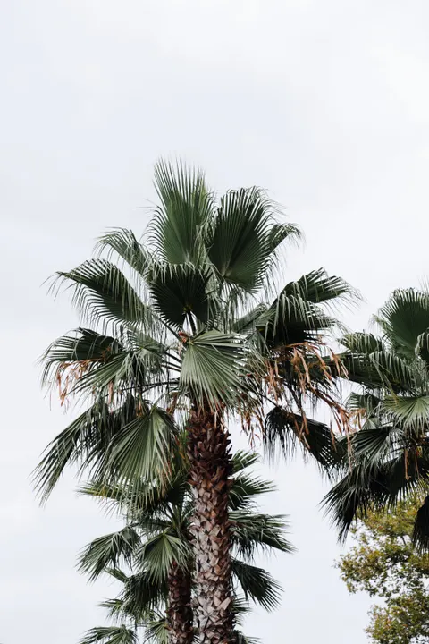 Palm Sky Phone Wallpaper · vertical · 1440×2160