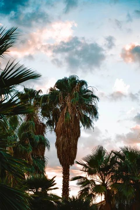 Palm Sky Phone Wallpaper · vertical · 1440×2164