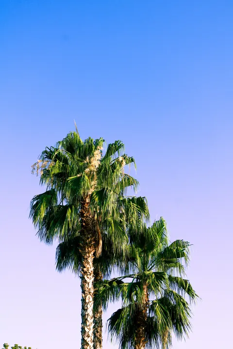 Palm Sky Phone Wallpaper · vertical · 1440×2160