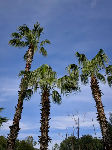 Palm Sky Phone Wallpaper · vertical · 1440×1920