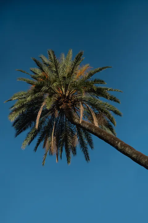 Palm Sky Phone Wallpaper · vertical · 1440×2160