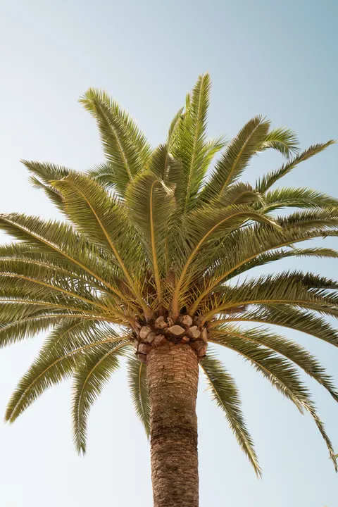 Palm Sky Phone Wallpaper · vertical · 1440×2160