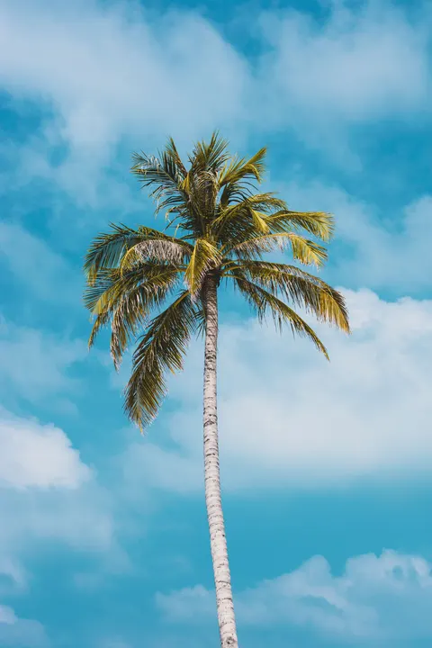 Palm Sky Phone Wallpaper · vertical · 1440×2160