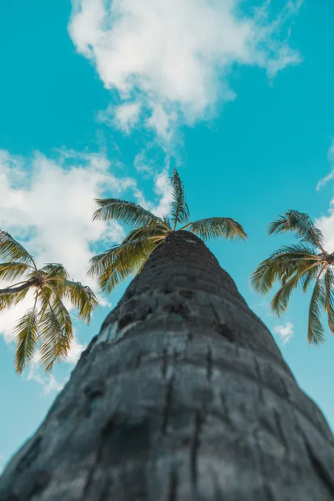 Palm Sky Phone Wallpaper · vertical · 1440×2160