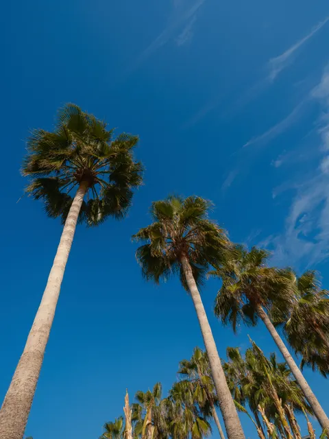 Palm Sky Phone Wallpaper · vertical · 1440×1920