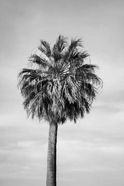 Palm Sky Phone Wallpaper · vertical · 1440×2160