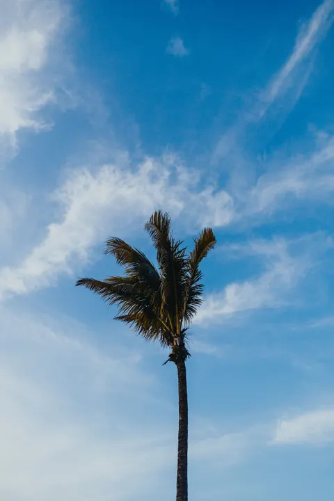 Palm Sky Phone Wallpaper · vertical · 1440×2160