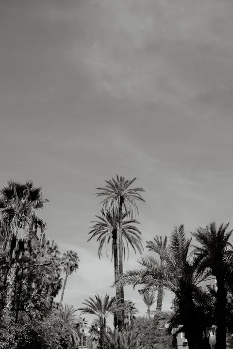 Palm Sky Phone Wallpaper · vertical · 1440×2160
