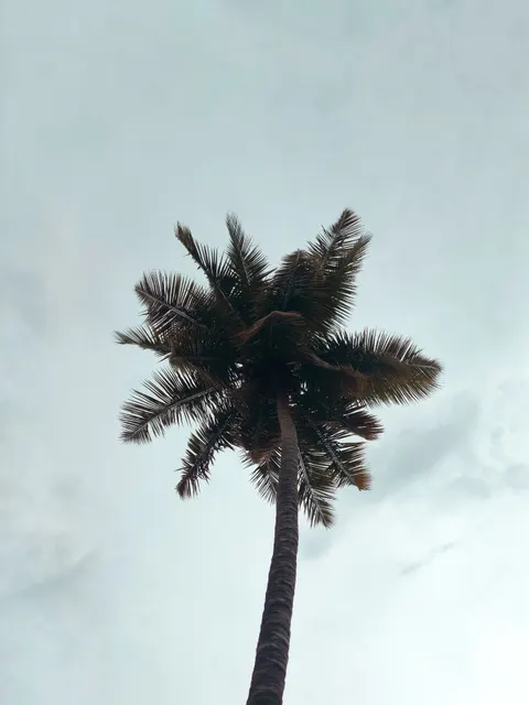 Palm Sky Phone Wallpaper · vertical · 1440×1920