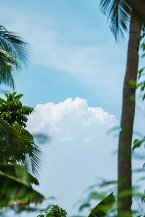 Palm Sky Phone Wallpaper · vertical · 1440×2160