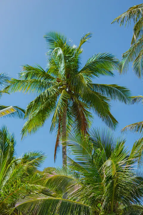 Palm Sky Phone Wallpaper · vertical · 1440×2160