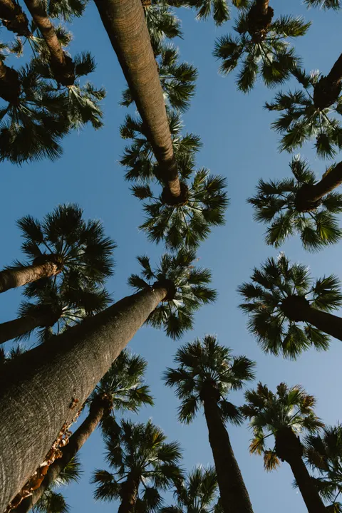 Palm Sky Phone Wallpaper · vertical · 1440×2160