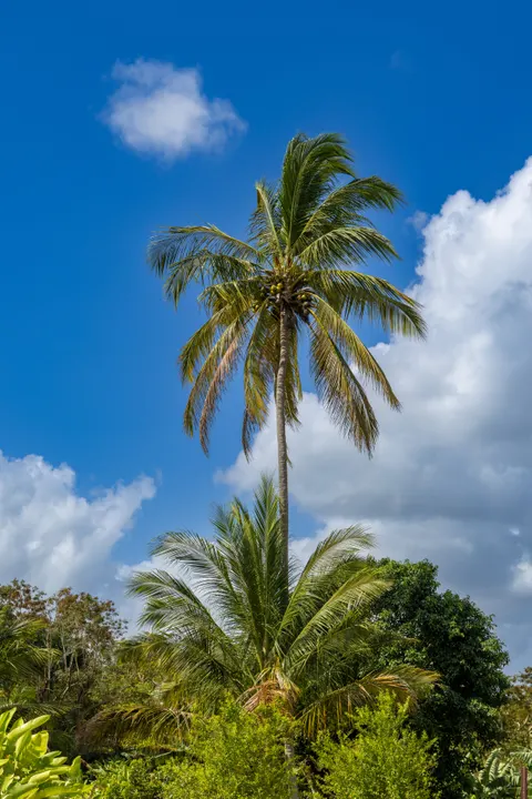 Palm Sky Phone Wallpaper · vertical · 1440×2159