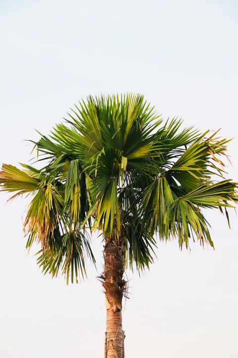 Palm Sky Phone Wallpaper · vertical · 1440×2160
