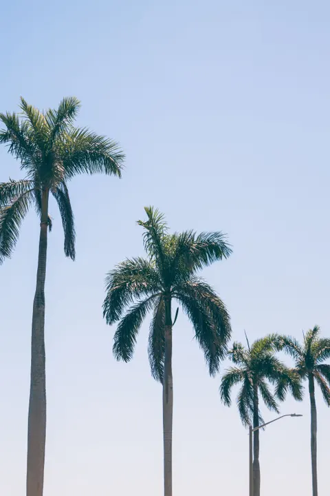 Palm Sky Phone Wallpaper · vertical · 1440×2160