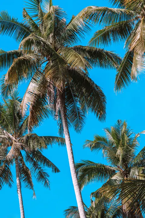 Palm Sky Phone Wallpaper · vertical · 1440×2160