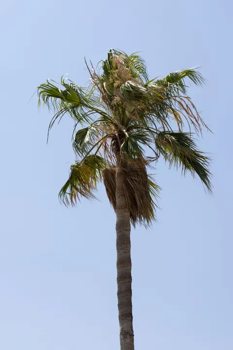 Palm Sky Phone Wallpaper · vertical · 1440×2159