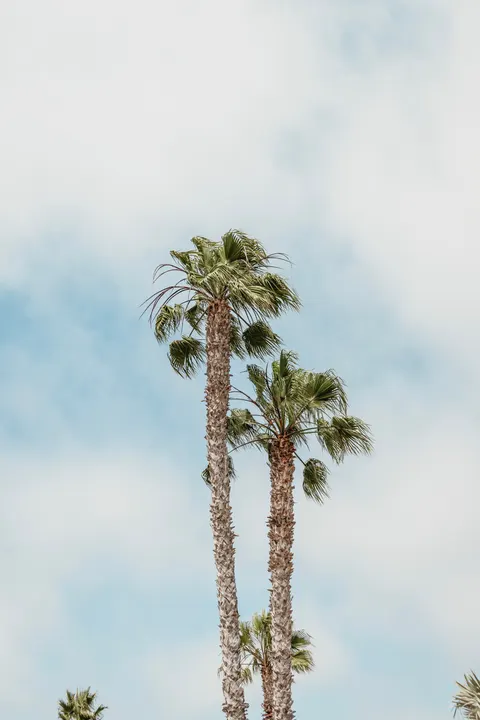Palm Sky Phone Wallpaper · vertical · 1440×2160
