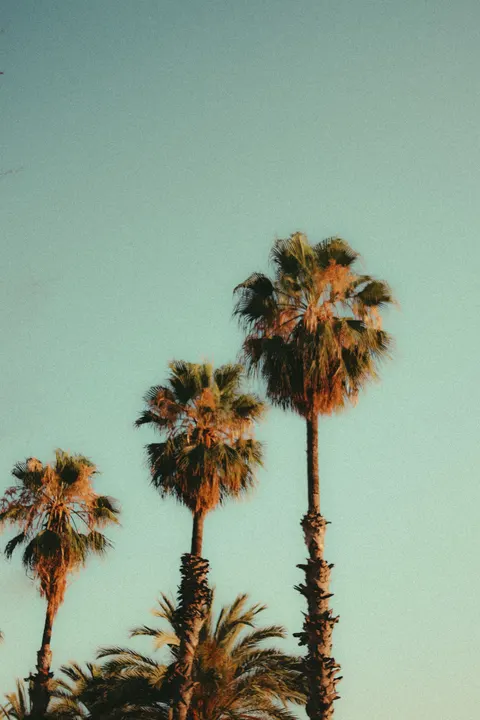 Palm Sky Phone Wallpaper · vertical · 1440×2160