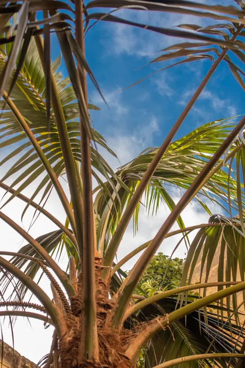 Palm Sky Phone Wallpaper · vertical · 1440×2160