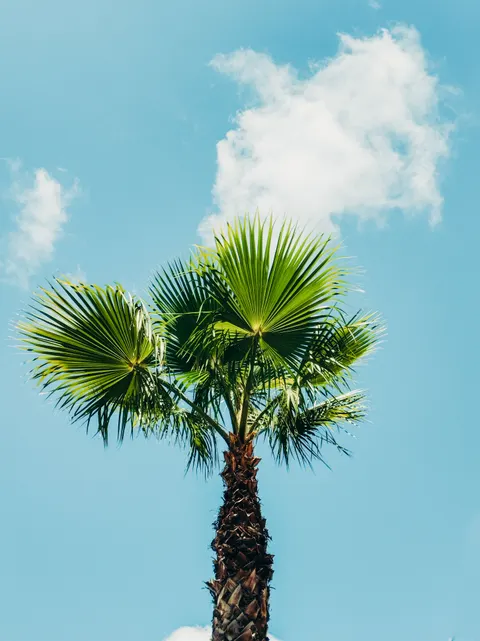 Palm Sky Phone Wallpaper · vertical · 1440×1920