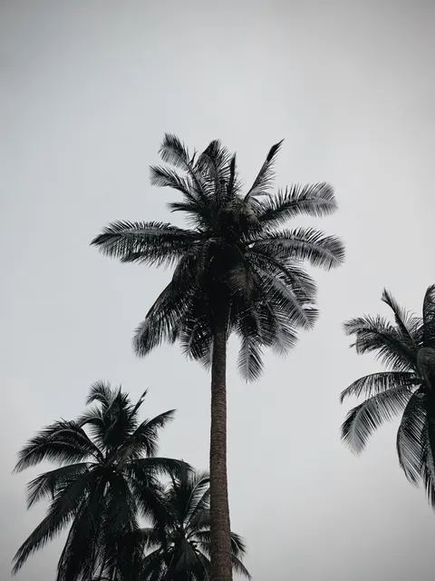 Palm Sky Phone Wallpaper · vertical · 1440×1920